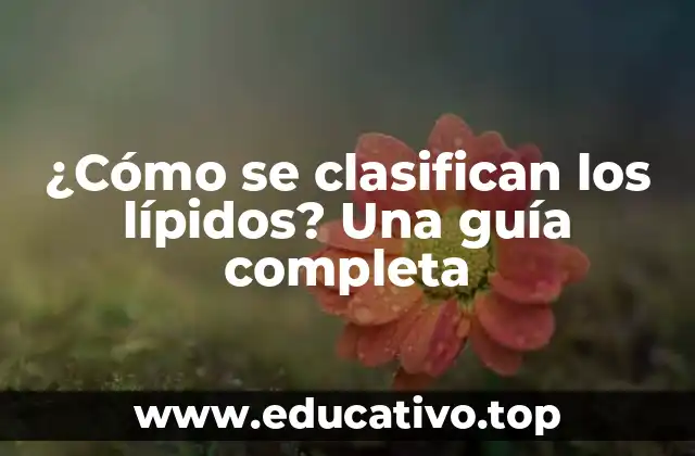 ¿Cómo se clasifican los lípidos? Una guía completa