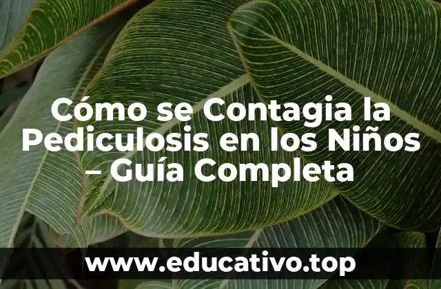 Cómo se Contagia la Pediculosis en los Niños – Guía Completa