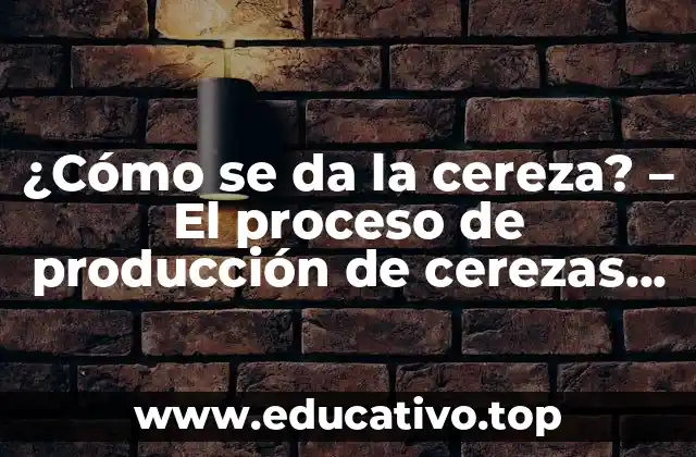 ¿Cómo se da la cereza? – El proceso de producción de cerezas desde la plantación hasta la mesa