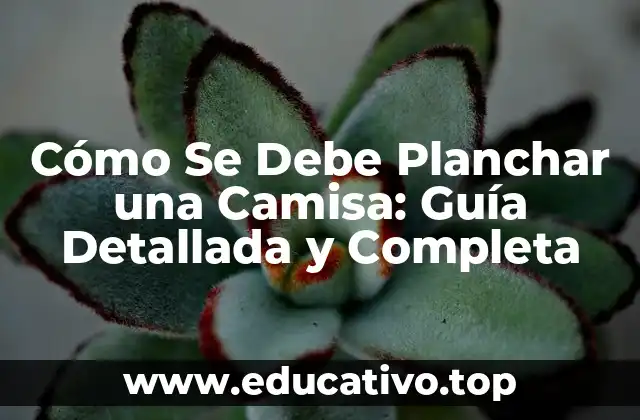 Cómo Se Debe Planchar una Camisa: Guía Detallada y Completa