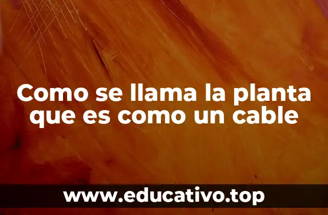 Como se llama la planta que es como un cable