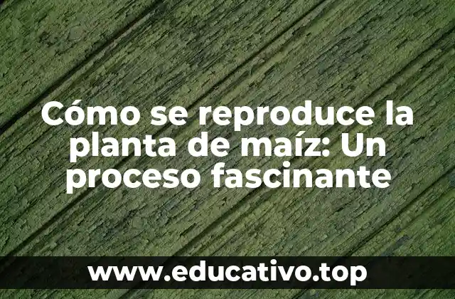 Cómo se reproduce la planta de maíz: Un proceso fascinante