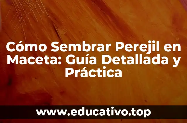Cómo Sembrar Perejil en Maceta: Guía Detallada y Práctica