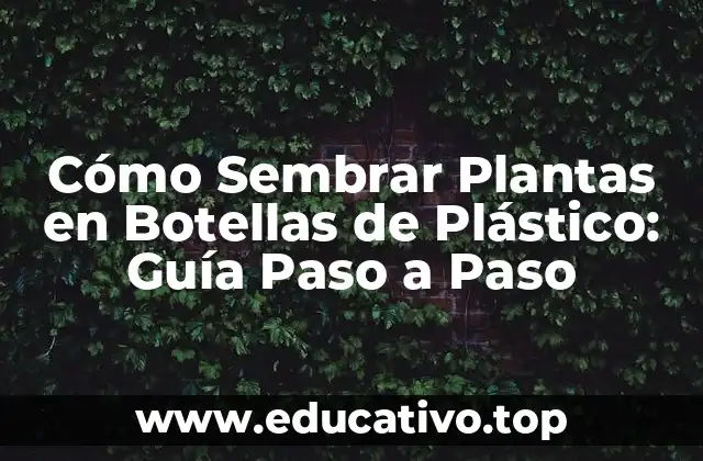 Cómo Sembrar Plantas en Botellas de Plástico: Guía Paso a Paso