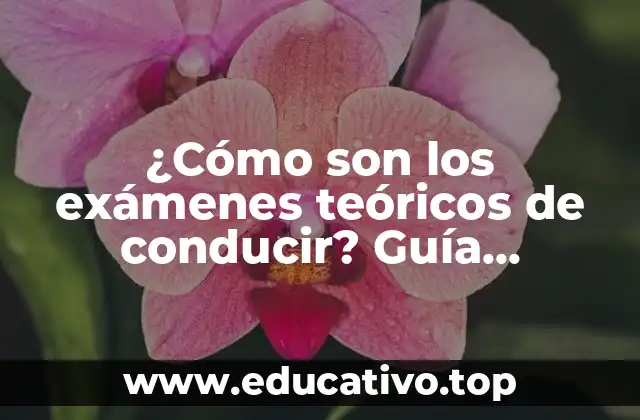¿Cómo son los exámenes teóricos de conducir? Guía completa
