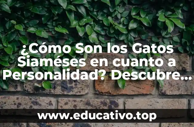 ¿Cómo Son los Gatos Siaméses en cuanto a Personalidad? Descubre sus Rasgos Únicos