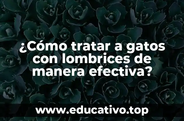 ¿Cómo tratar a gatos con lombrices de manera efectiva?