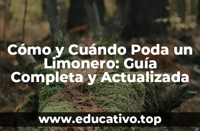 Cómo y Cuándo Poda un Limonero: Guía Completa y Actualizada