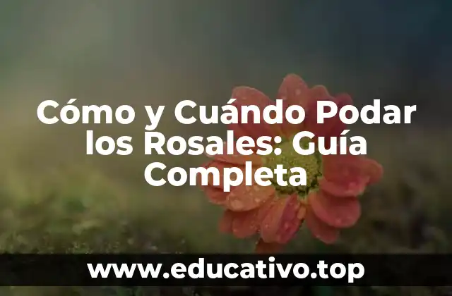 Cómo y Cuándo Podar los Rosales: Guía Completa