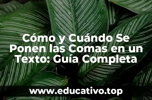 Cómo y Cuándo Se Ponen las Comas en un Texto: Guía Completa