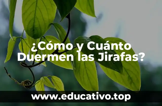 ¿Cómo y Cuánto Duermen las Jirafas?