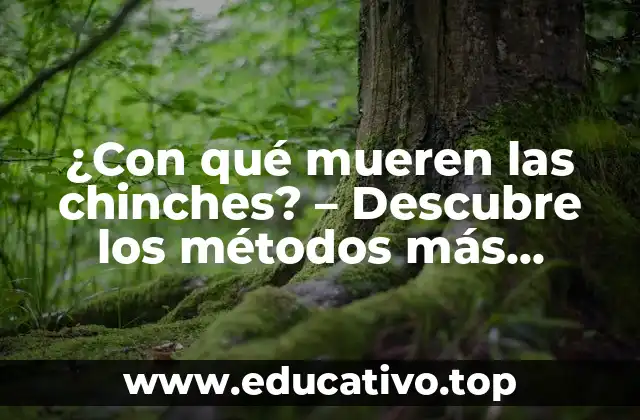 ¿Con qué mueren las chinches? – Descubre los métodos más efectivos para eliminarlas