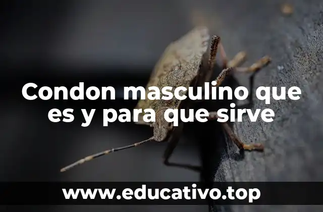 Condon masculino que es y para que sirve