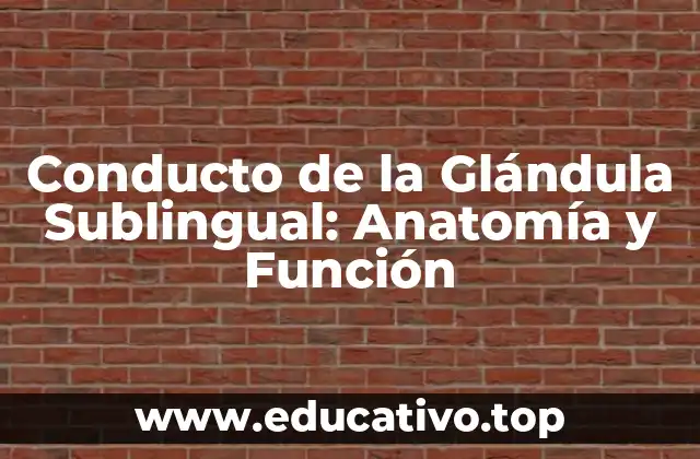 Conducto de la Glándula Sublingual: Anatomía y Función