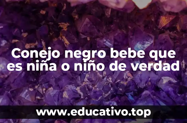 Conejo negro bebe que es niña o niño de verdad