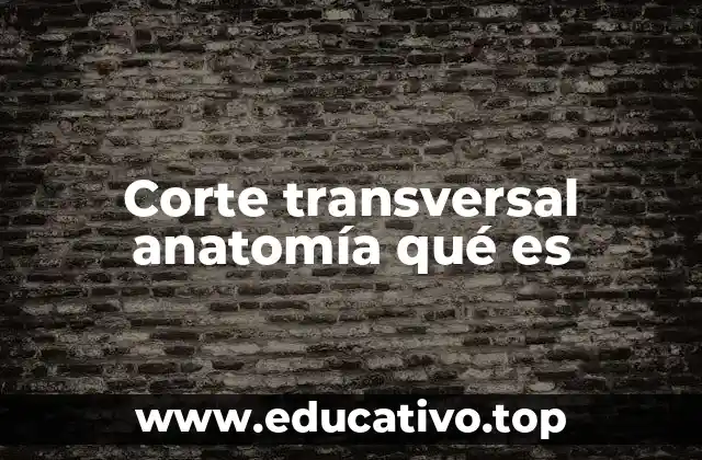 Corte transversal anatomía qué es