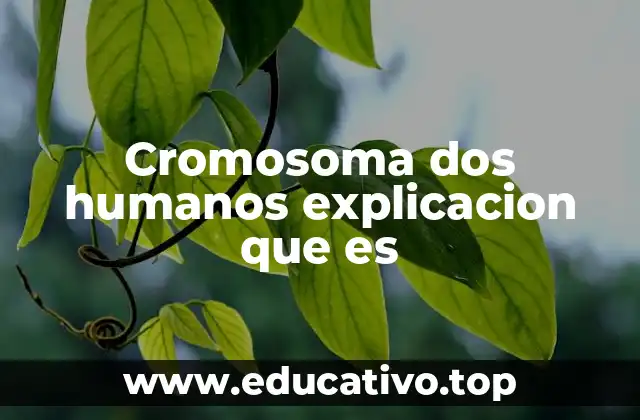 Cromosoma dos humanos explicacion que es