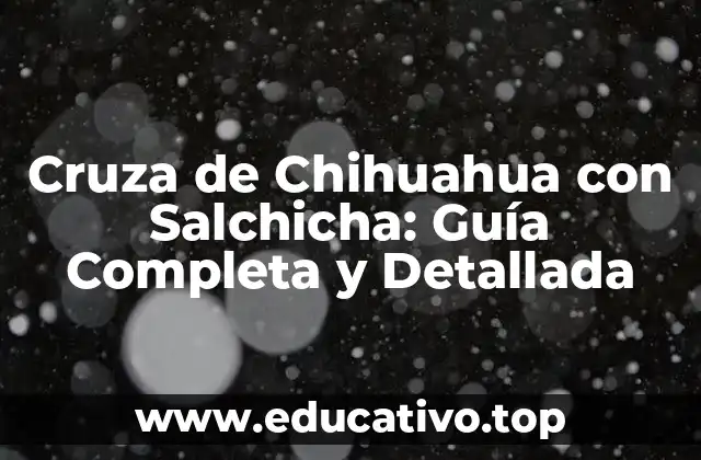Cruza de Chihuahua con Salchicha: Guía Completa y Detallada