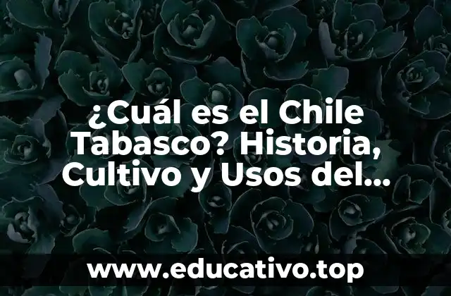¿Cuál es el Chile Tabasco? Historia, Cultivo y Usos del famoso Chile