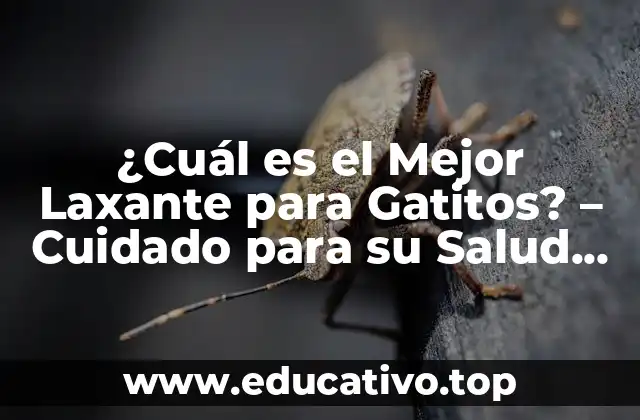 ¿Cuál es el Mejor Laxante para Gatitos? – Cuidado para su Salud Intestinal