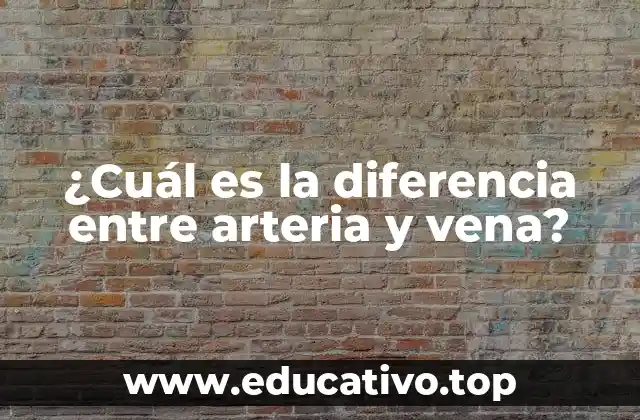 ¿Cuál es la diferencia entre arteria y vena?