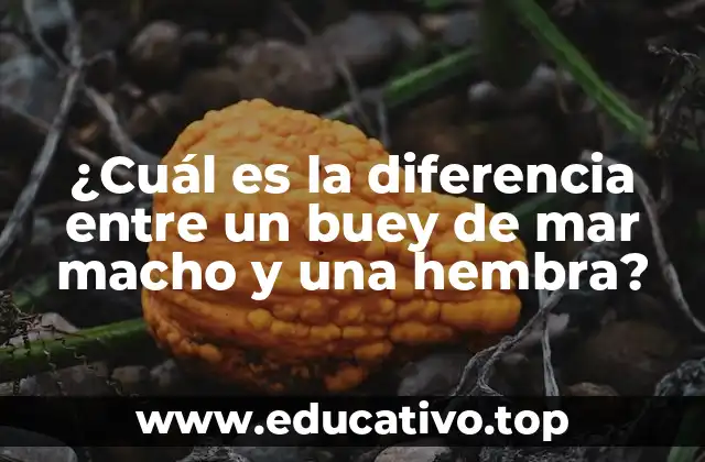¿Cuál es la diferencia entre un buey de mar macho y una hembra?