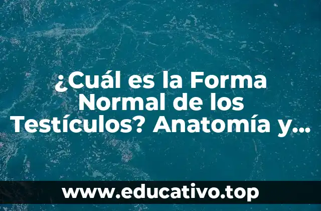 ¿Cuál es la Forma Normal de los Testículos? Anatomía y Función
