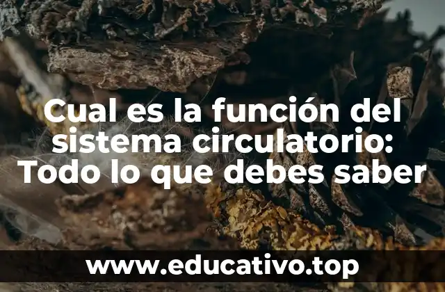 Cual es la función del sistema circulatorio: Todo lo que debes saber