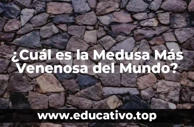 ¿Cuál es la Medusa Más Venenosa del Mundo?