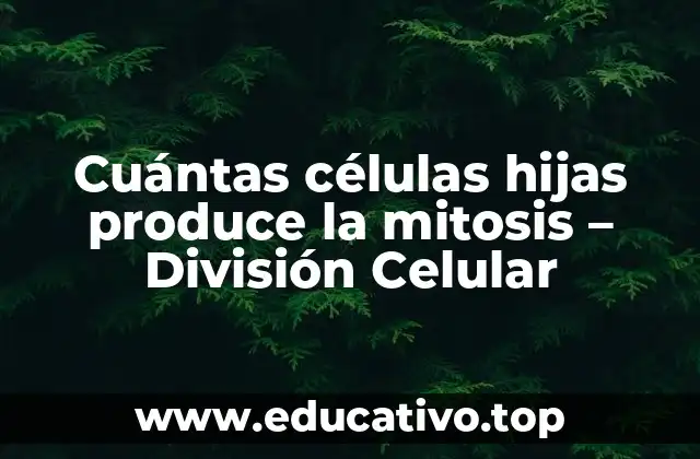 Cuántas células hijas produce la mitosis – División Celular
