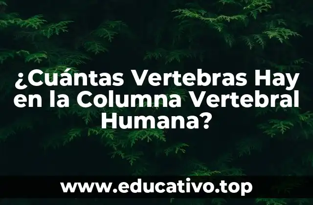 ¿Cuántas Vertebras Hay en la Columna Vertebral Humana?
