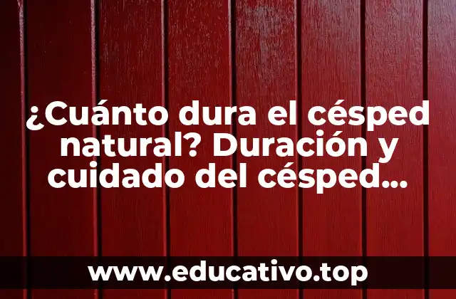 ¿Cuánto dura el césped natural? Duración y cuidado del césped natural