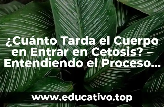 ¿Cuánto Tarda el Cuerpo en Entrar en Cetosis? – Entendiendo el Proceso de Adaptación