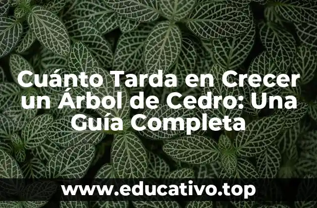 Cuánto Tarda en Crecer un Árbol de Cedro: Una Guía Completa