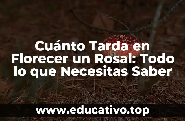 Cuánto Tarda en Florecer un Rosal: Todo lo que Necesitas Saber