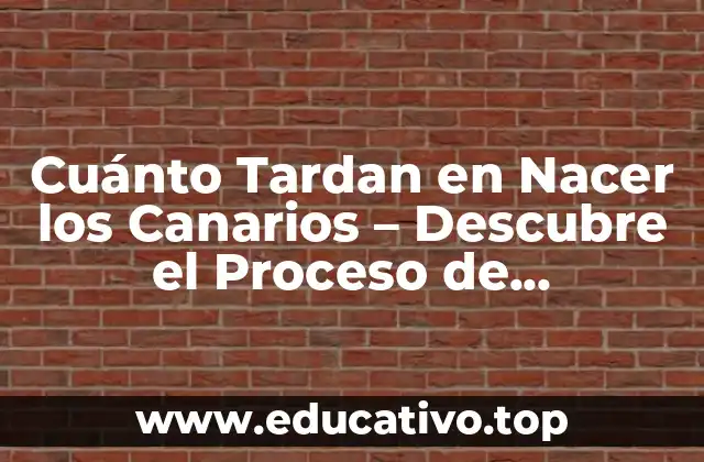 Cuánto Tardan en Nacer los Canarios – Descubre el Proceso de Incubación