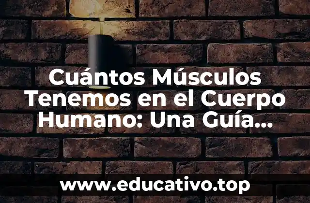Cuántos Músculos Tenemos en el Cuerpo Humano: Una Guía Completa