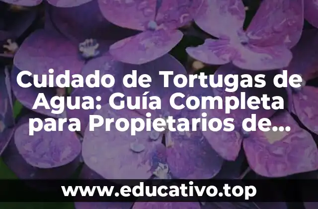 Cuidado de Tortugas de Agua: Guía Completa para Propietarios de Tortugas Acuáticas
