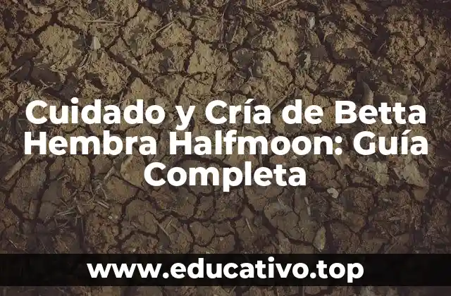 Cuidado y Cría de Betta Hembra Halfmoon: Guía Completa