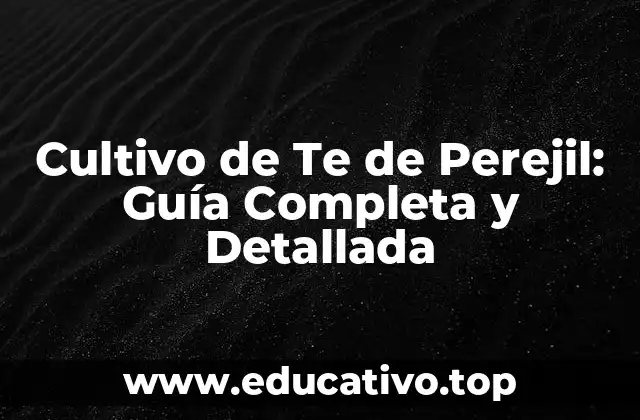 Cultivo de Te de Perejil: Guía Completa y Detallada