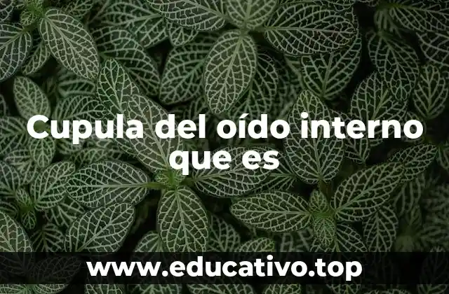 Cupula del oído interno que es