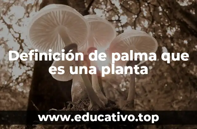 Definición de palma que es una planta