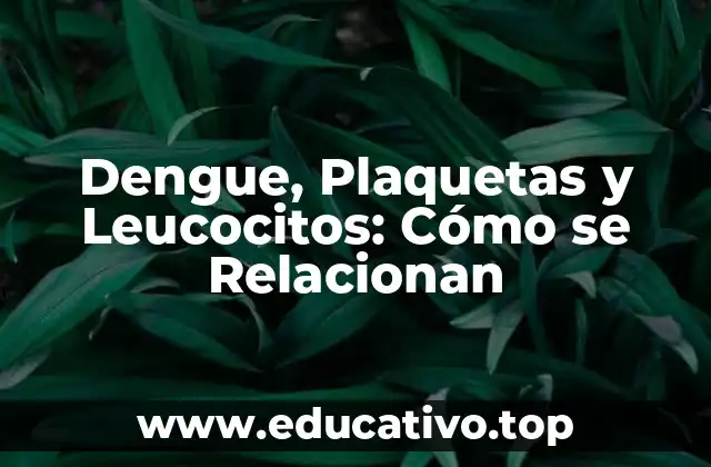 Dengue, Plaquetas y Leucocitos: Cómo se Relacionan