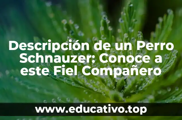 Descripción de un Perro Schnauzer: Conoce a este Fiel Compañero