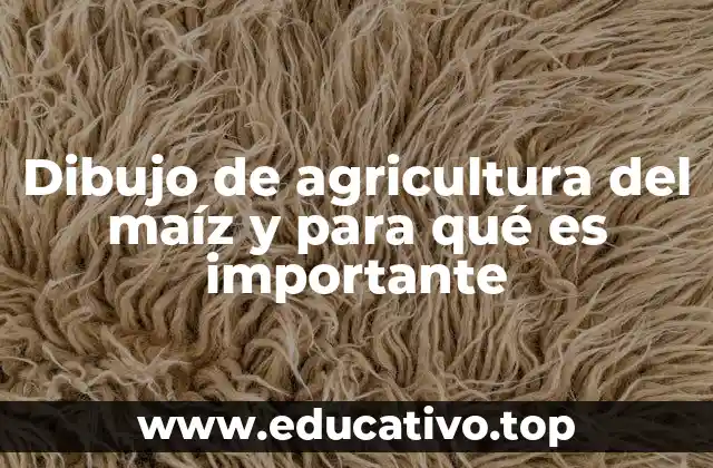 Dibujo de agricultura del maíz y para qué es importante