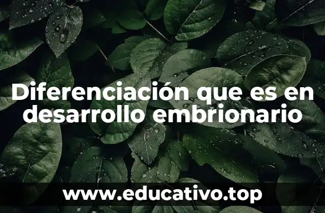 Diferenciación que es en desarrollo embrionario
