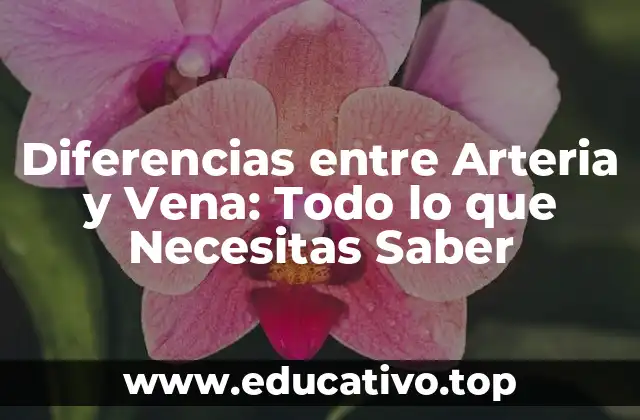 Diferencias entre Arteria y Vena: Todo lo que Necesitas Saber