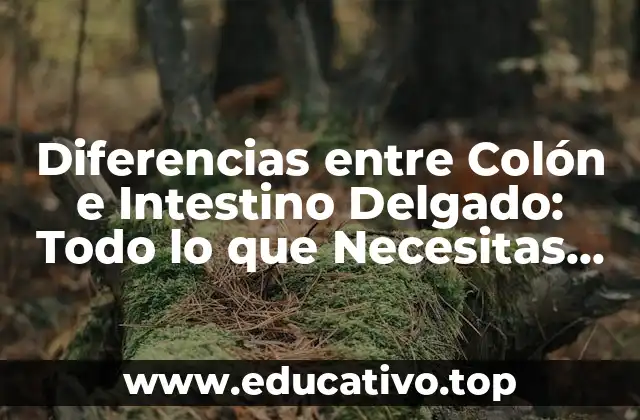 Diferencias entre Colón e Intestino Delgado: Todo lo que Necesitas Saber