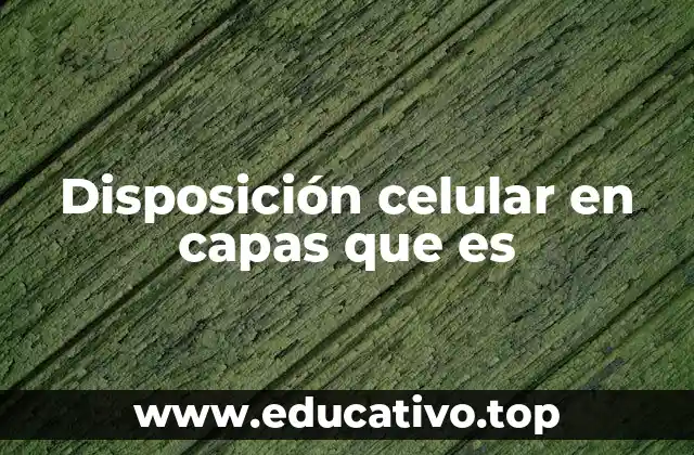 Disposición celular en capas que es