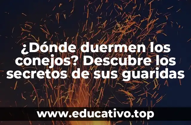 ¿Dónde duermen los conejos? Descubre los secretos de sus guaridas